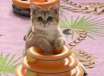 Bri Daniel - British Shorthair Kitten For Sale - New York&comma; NY&comma; US