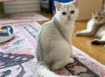 Sveta - British Shorthair Cat For Sale - Brooklyn&comma; NY&comma; US