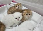 Scottish fold and British - British Shorthair Kitten For Sale - Helotes&comma; TX&comma; US