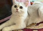 Bri Tom - British Shorthair Cat For Sale - Brooklyn&comma; NY&comma; US