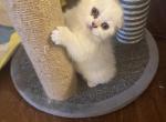Adorable White Scottish Fold kittens for adoption - Scottish Fold Cat For Sale - Los Angeles&comma; CA&comma; US