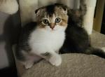 Alby - Scottish Fold Kitten For Sale - WI&comma; US