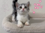 Chichi - Munchkin Kitten For Sale - San Jose&comma; CA&comma; US