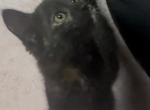 Part maine coon calico and a tabby - Maine Coon Kitten For Sale - MA&comma; US