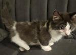 Oreo - Munchkin Kitten For Sale - Tolleson&comma; AZ&comma; US