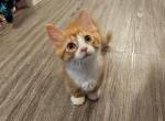 Butterfinger - Munchkin Kitten For Sale - Tolleson&comma; AZ&comma; US