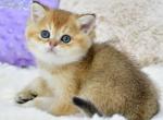 Elvin - British Shorthair Kitten For Sale - Chicago&comma; IL&comma; US