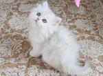 Snowbelle - British Shorthair Kitten For Sale - Caldwell&comma; ID&comma; US