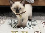 Brown - Siamese Kitten For Sale - Bayonne&comma; NJ&comma; US