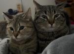 iris and Jimmy - American Shorthair Cat For Sale - Crown Point&comma; IN&comma; US