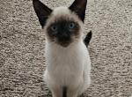 Velcro - Siamese Cat For Adoption - Milwaukie&comma; OR&comma; US