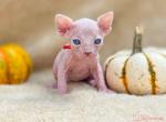 Cookie's standard boy - Sphynx Kitten For Sale - Conroe&comma; TX&comma; US