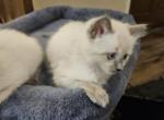 Lily blue girl READY NOW - Siamese Kitten For Sale - Centerville&comma; IN&comma; US