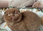 Jasper - Scottish Fold Kitten For Sale - Glendale&comma; CA&comma; US