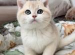 Hercules - British Shorthair Kitten For Sale - Glendale&comma; CA&comma; US