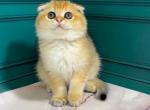 Griffin - Scottish Fold Kitten For Sale - Glendale&comma; CA&comma; US