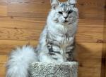 Jasper - Maine Coon Cat For Sale - Galion&comma; OH&comma; US