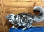 Jasper - Maine Coon Cat For Sale - 