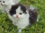 Solid black harlequin boy - Scottish Fold Kitten For Sale - Sun City Center&comma; FL&comma; US