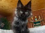 Monti - Maine Coon Kitten For Sale - Hollywood&comma; FL&comma; US