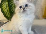 Whitney - Siberian Kitten For Sale - Pembroke Pines&comma; FL&comma; US