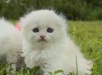 Red silver boy - Scottish Fold Kitten For Sale - Sun City Center&comma; FL&comma; US