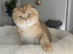 Scottish fold female kitty golden shaded - Scottish Fold Kitten For Sale - Thornton&comma; CO&comma; US