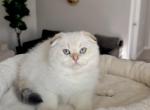Scottish fold colorpoint male kitten - Scottish Fold Kitten For Sale - Thornton&comma; CO&comma; US