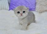 Hanna - Scottish Fold Kitten For Sale - Chicago&comma; IL&comma; US