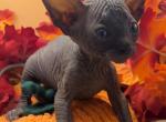 Shadow - Sphynx Cat For Sale - Glendale&comma; AZ&comma; US