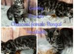 Gabby - Bengal Kitten For Sale - ME&comma; US