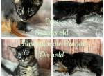 Bear - Bengal Kitten For Sale - ME&comma; US