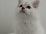 Siberian Kittens Available - Siberian Kitten For Sale - Rosenberg&comma; TX&comma; US