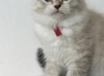 Siberian Available Kittens - Siberian Kitten For Sale - Rosenberg&comma; TX&comma; US