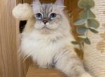 Siberian Adults Available - Siberian Cat For Sale - Rosenberg&comma; TX&comma; US