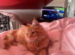Red CFA registered Male - Maine Coon Kitten For Sale - Sioux Falls&comma; SD&comma; US