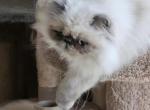 Fall fun with winter coats - Himalayan Kitten For Sale - Satellite Beach&comma; FL&comma; US
