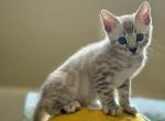 Mikuni Silver Snow Male - Bengal Kitten For Sale - Rocklin&comma; CA&comma; US