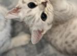 Polydactyl Boy - Scottish Straight Kitten For Sale - Richmond&comma; TX&comma; US