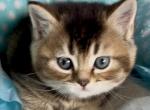 Max - Scottish Straight Kitten For Sale - Bergenfield&comma; NJ&comma; US