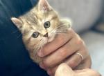 Bubble - British Shorthair Kitten For Sale - Houston&comma; TX&comma; US