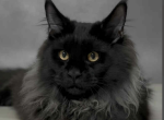 Zodiac - Maine Coon Cat For Sale - Brighton&comma; CO&comma; US