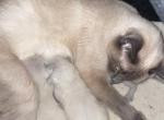 Lucys kittens - Siamese Kitten For Sale - Worcester&comma; MA&comma; US