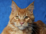 Buddy - Maine Coon Kitten For Sale - Brighton&comma; CO&comma; US