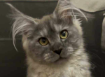 Song - Polydactyl Cat For Sale - Brighton&comma; CO&comma; US