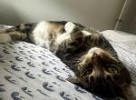 Marlow outerspaceanimalrescue - American Shorthair Cat For Adoption - Philadelphia&comma; PA&comma; US