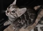 Silver Male Floyd - Bengal Kitten For Sale - Bradner&comma; OH&comma; US
