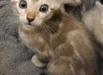 Snow Mink Female Tootsie - Bengal Kitten For Sale - Bradner&comma; OH&comma; US