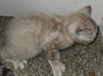 Male Seal Point Lynx Dexter - Bengal Kitten For Sale - Bradner&comma; OH&comma; US