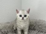 Viola - Scottish Straight Kitten For Sale - Roseville&comma; CA&comma; US